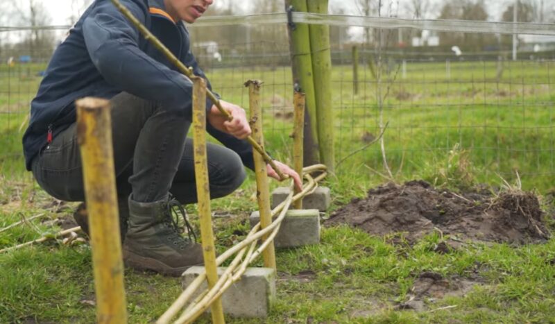 Postavljanje i pletenje vrbovih grančica za prirodnu ogradu u bašti